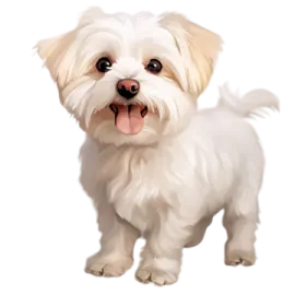 a small white dog with its tongue out