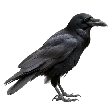 a black bird sitting on top of a white surface