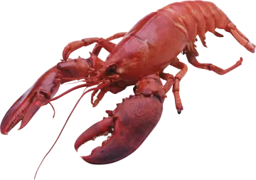 a red lobster on a white background