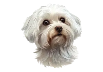 a white dog with long hair and brown eyes