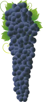 a bunch of grapes on a white background