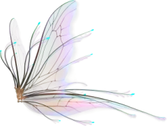 a drawing of a butterfly on a white background