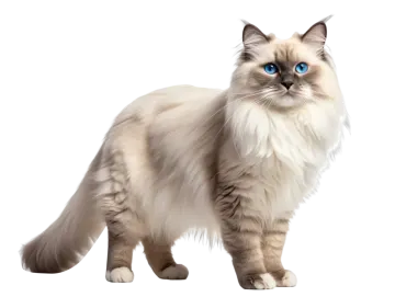 a fluffy white cat with blue eyes