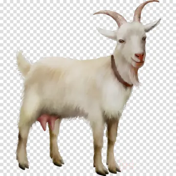 a goat on a transparent background