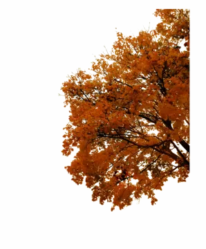 an image of a tree with orange leaves
