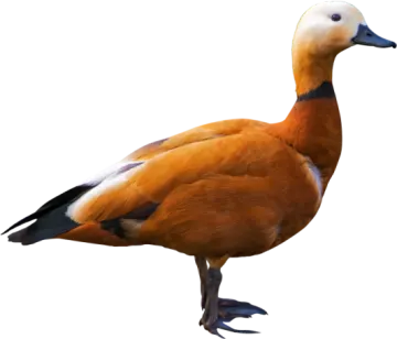a duck standing on a white surface