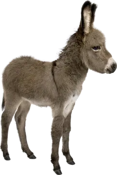 a baby donkey standing in front of a white background
