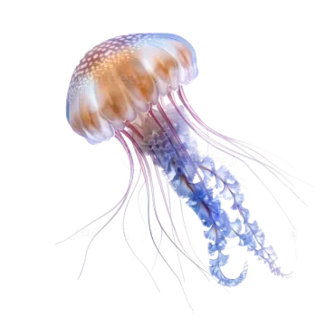 a jellyfish on a white background