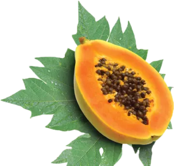 A papa with leaves and seeds