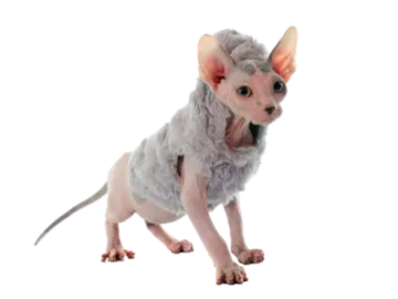 a small cat wearing a fur coat