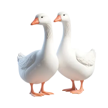 two white ducks standing next to each other ducks