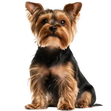 a small dog sitting in front of a white background