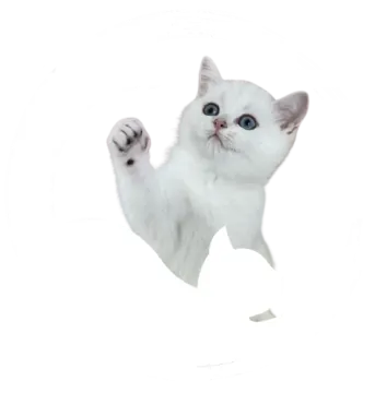a white kitten with blue eyes is looking up