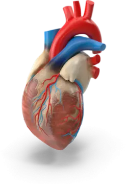 an image of a human heart