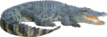 an alligator is laying down on the ground