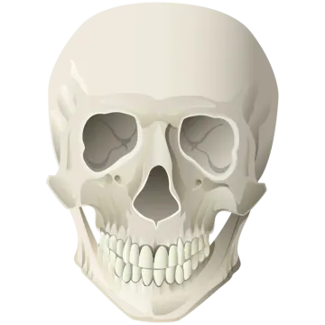 a human skull on a white background