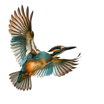 a bird with its wings spread in the air