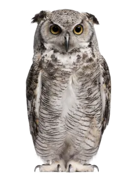 an owl sitting on a white background