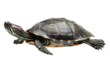 a small turtle on a white background