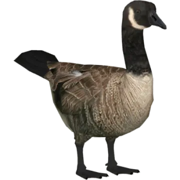a goose standing on a white background