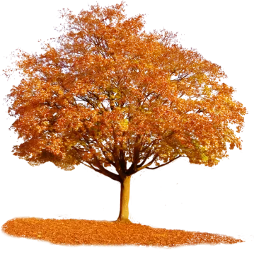 a tree with yellow leaves on it