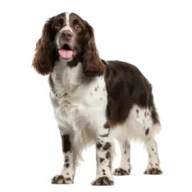 a brown and white dog standing on a white background