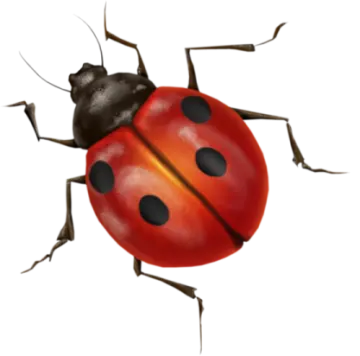 a lady bug on a white background