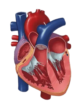 a diagram of the human heart