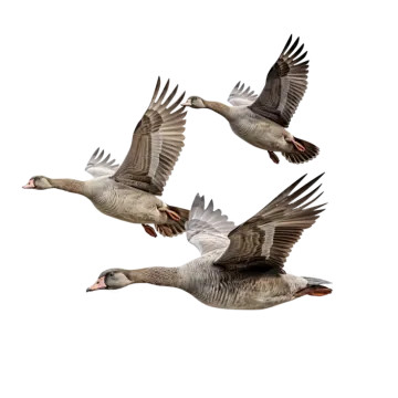 a group of geese flying in the air