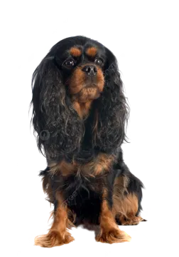 a small black and brown dog sitting on a white background