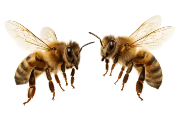 two bees facing each other way