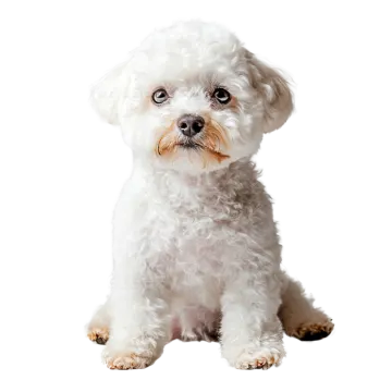 a small white dog sitting on a white background