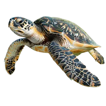 a green sea turtle swimming in the ocean