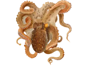 an octopus is shown in this image