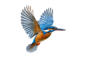a bird flying through the air with its wings spread