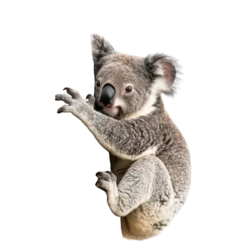 a koloa bear climbing on a tree