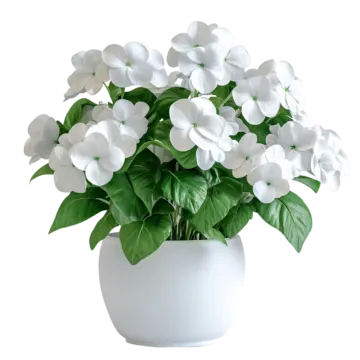 a white plant with green leaves in a pot