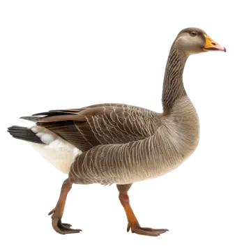 a canada goose standing in front of white background