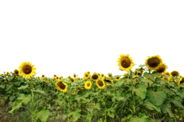 a field of sunflowers