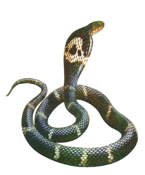 an illustration of a snake on a white background