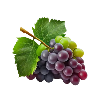 a bunch of grapes on a white background