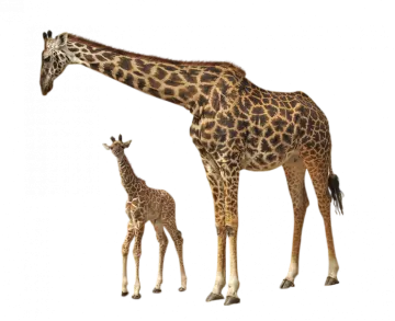 a mother giraf and her baby gi