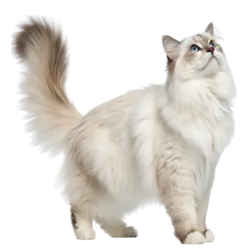 a white cat with blue eyes looking up