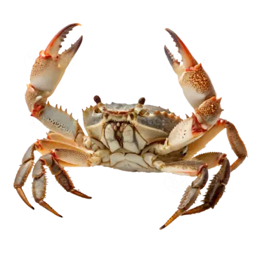 a crab on a white background