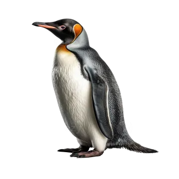 a penguin on a white background