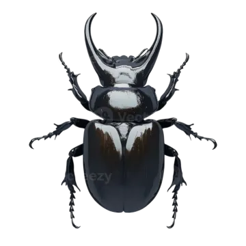 a black beetle on a white background