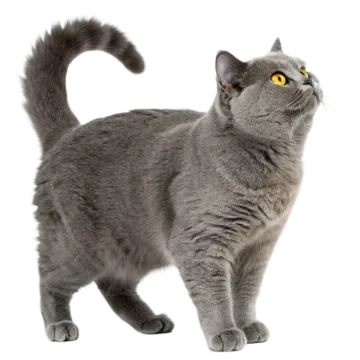 a gray cat with yellow eyes looking up