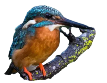a bird sitting on top of a tree branch