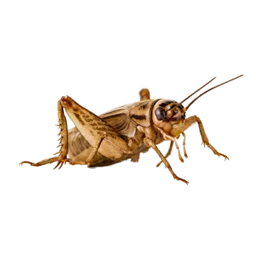a close up of a bug on a white background
