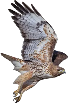 a bird flying in the air with its wings spread